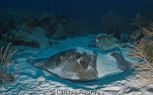 Stingray resting in the sand.  Wasn't disturbed at all by... by Larissa Roorda 